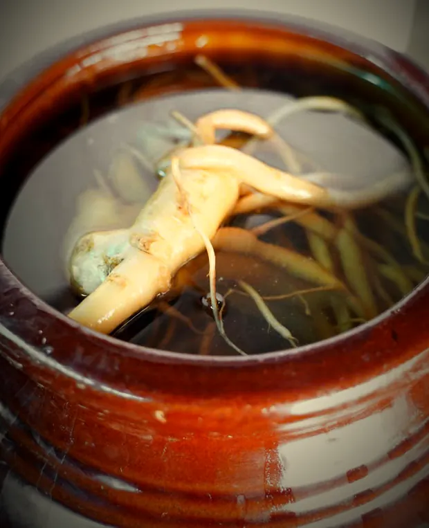 Củ sâm ngâm trong chum sành men nâu